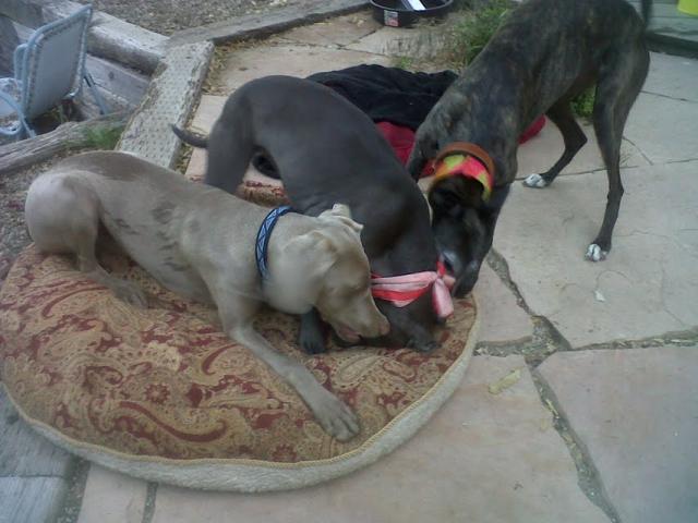 Maya with Michelles dogs